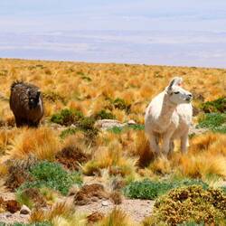 Lamas - man muss sie einfach gern haben