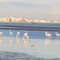 Flamingos on the beach in Bandar Abbas
