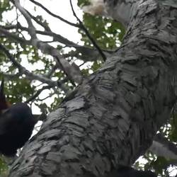 Ein Battle unter Magellanspechten