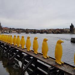 Gefunden! Die Pinguine....