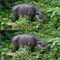 Baird-Tapir