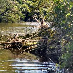 Cormorants (shags) with babies