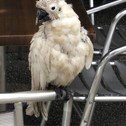 Cockatoo in Lorne village