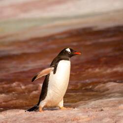 Gentoo Penguins Marked by the White Headstrap Connecting the Eyes