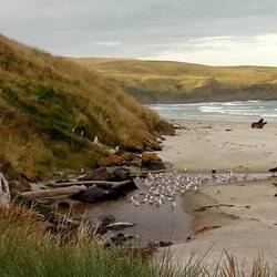 Yellow-eyed penguins to the left, sea lions to the right