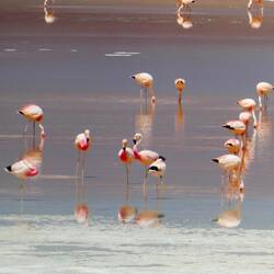 Sehen cool aus und geben lustige Laute von sich: Flamingos bei der Laguna Colorada
