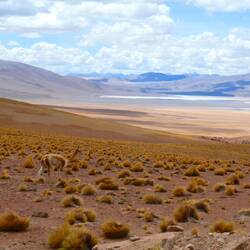 Ein Vicuña spaziert gemächlich neben der Strasse - ansonsten ist weit und breit nichts