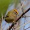 Goldcrest, Ireland's smallest bird is our daily companion