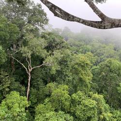 hier versteckt sich ein Brüllaffe