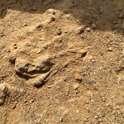 See the snail shell ?