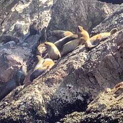 Fur seals.