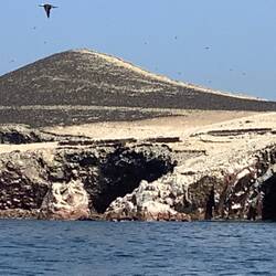 The black areas are all Cormorants.