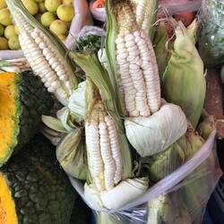 Their corn has large kernels.