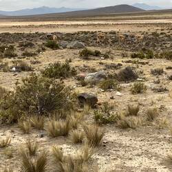Vicunas.