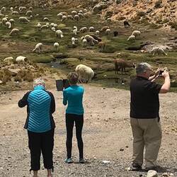Mixed flock.