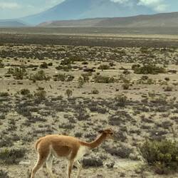 Close up of Vicuna.