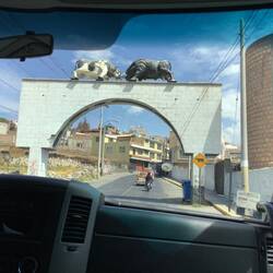 Two bulls on a gate.