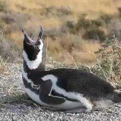 Ton anstellen ;-) herzzerreissend!