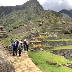 Llamas have the right of way!