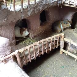 Guinea Pigs. Dinner anyone?