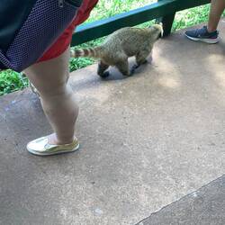 Coati scrounging for food.
