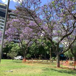 Lots of Jacaranda trees in all the parks.