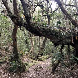 Wanderweg durch den Wald