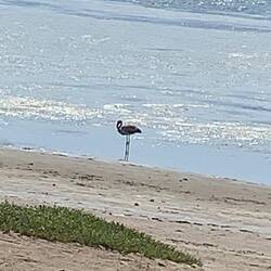 White flamingo!
