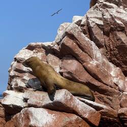 Another super adorable sea lion