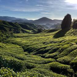 Teeplantage im Morgenlicht