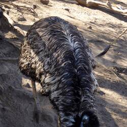 Emus are only found in Australia and is the tallest bird.