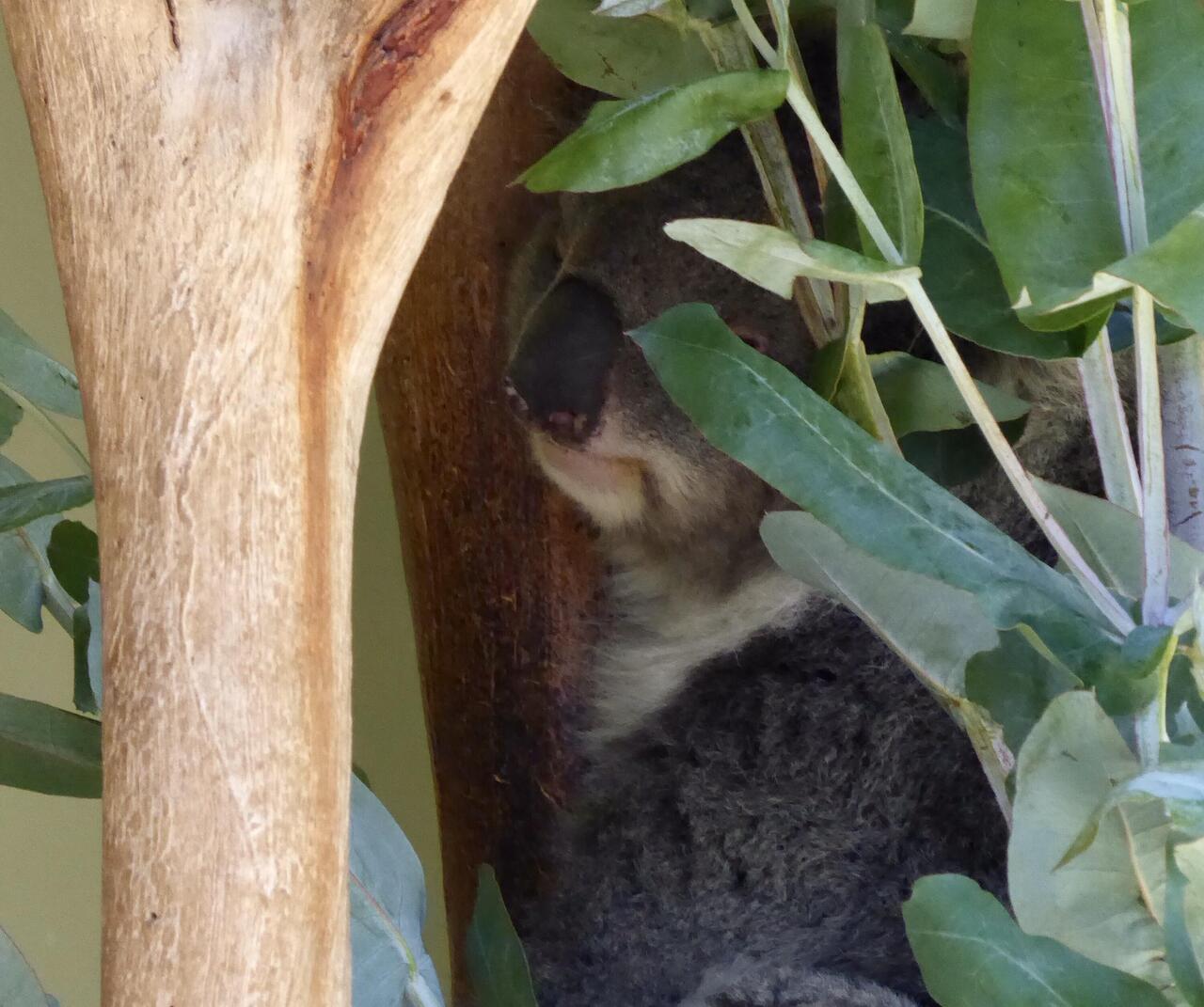 Peek-a-boo! Koalas eat eucalyptus leaves. They are a marsupial not a bear.