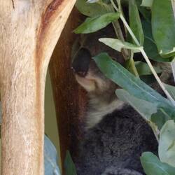 Peek-a-boo! Koalas eat eucalyptus leaves. They are a marsupial not a bear.