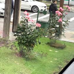 Beautiful roses everywhere.