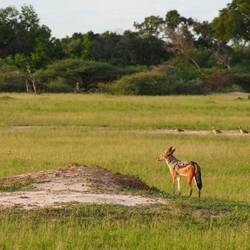 Grey backed jackal in Paradise