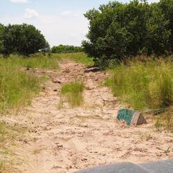 Standard sand track visited by elephants