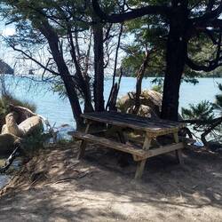 There is a big bird under the table! A Takahe.