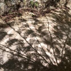 Shadow of a fern tree on the trail
