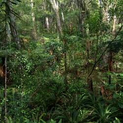 Forest on Ulva