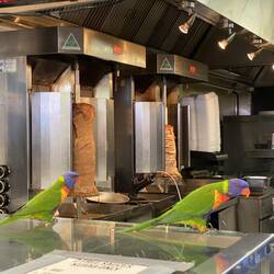 Tierische Dönerfans