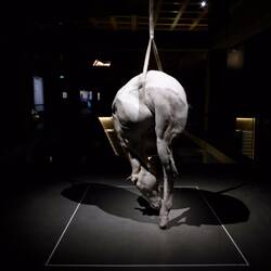 A real dead horse cast in plaster