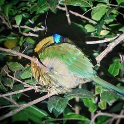 Blauscheitelmotmot schlafend