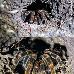 Tarantel (Rotknievogelspinne)