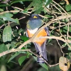 Jungfern- oder Halsbandtrogon, Cousin des Quetzal
