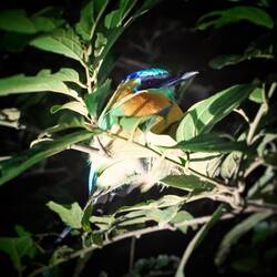 Blauscheitelmotmot wach