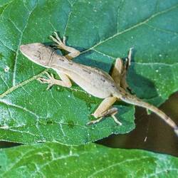 Gecko