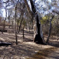 Australia is very dry but the fire danger has passed due to heavy rains, causing flooding.