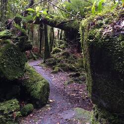 The big 'boulder' on the right is a tree trunk!