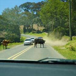Auf dem Weg nach Cartago - Holsteinische Milchkühe