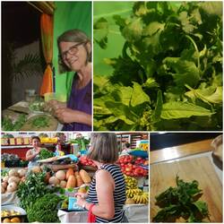 Epazote und Cilantro